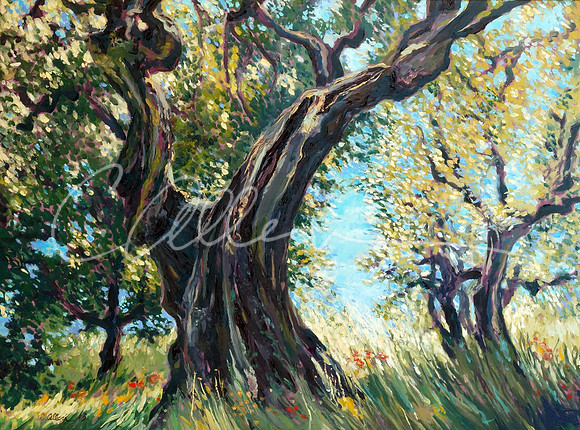 Ancient Olive Trees {Fiesole}