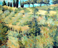 Olive Grove in Montepulciano
