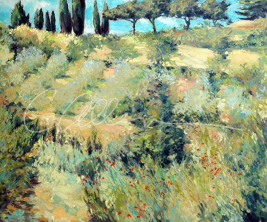 Olive Grove in Montepulciano