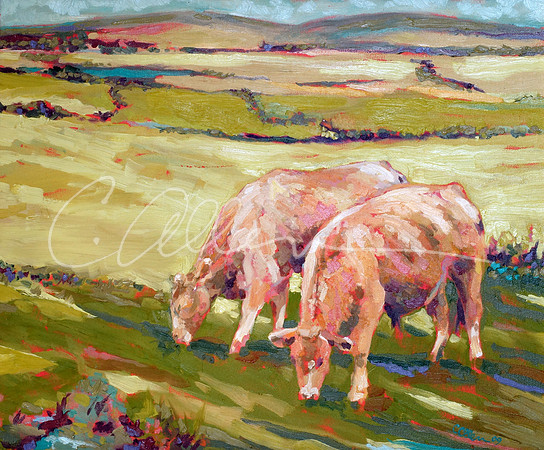 Cows Grazing on the Burren {Ireland}